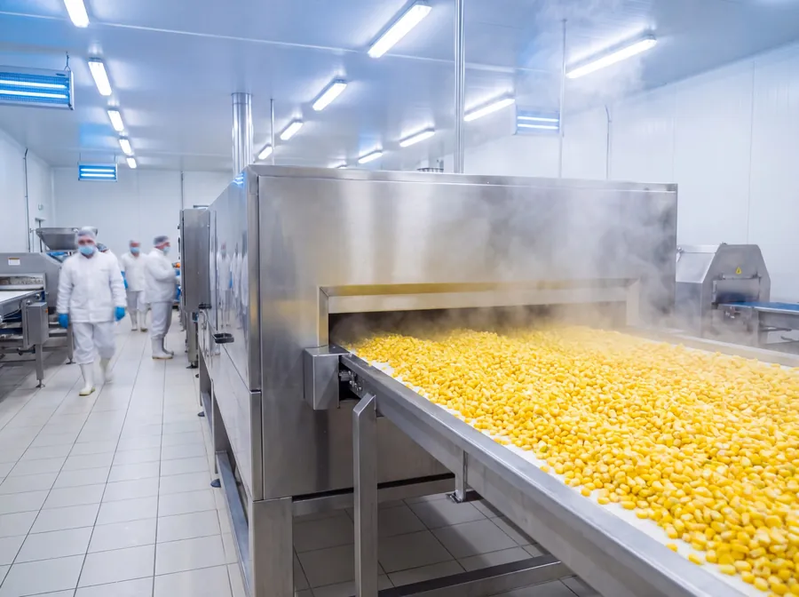 Sweet corn kernels on a stainless steel IQF freezing line
