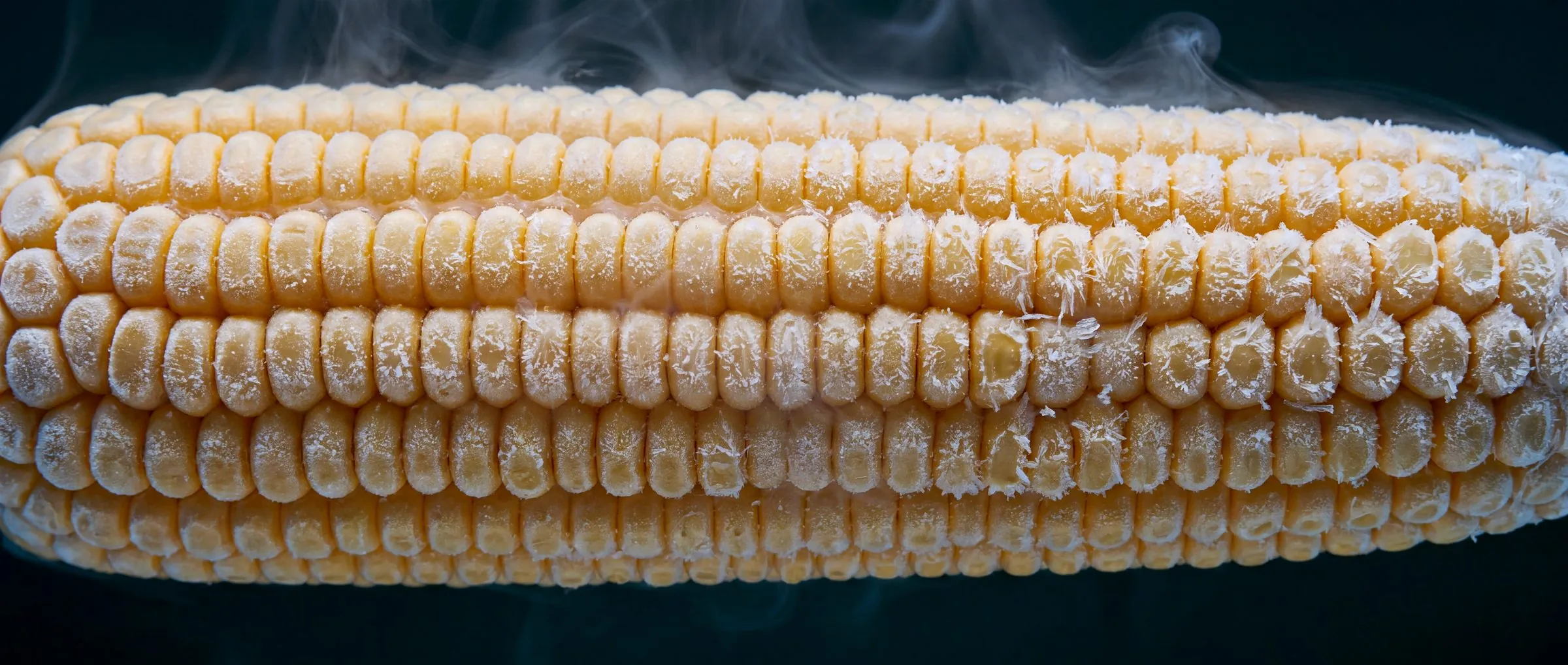 The same cob deep-frozen, covered in frost